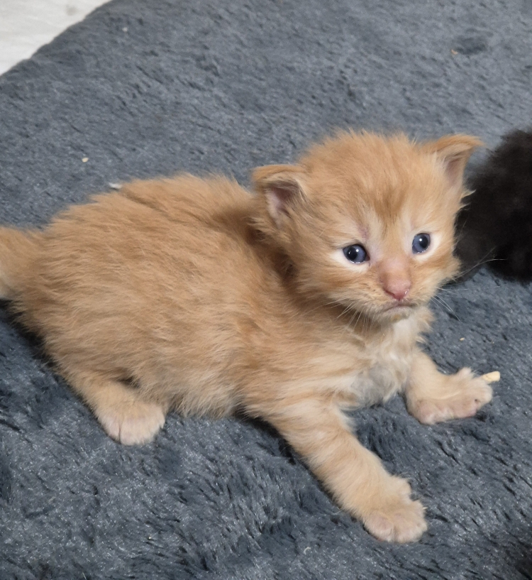 ARY PP, mâle red tabby, polydactile