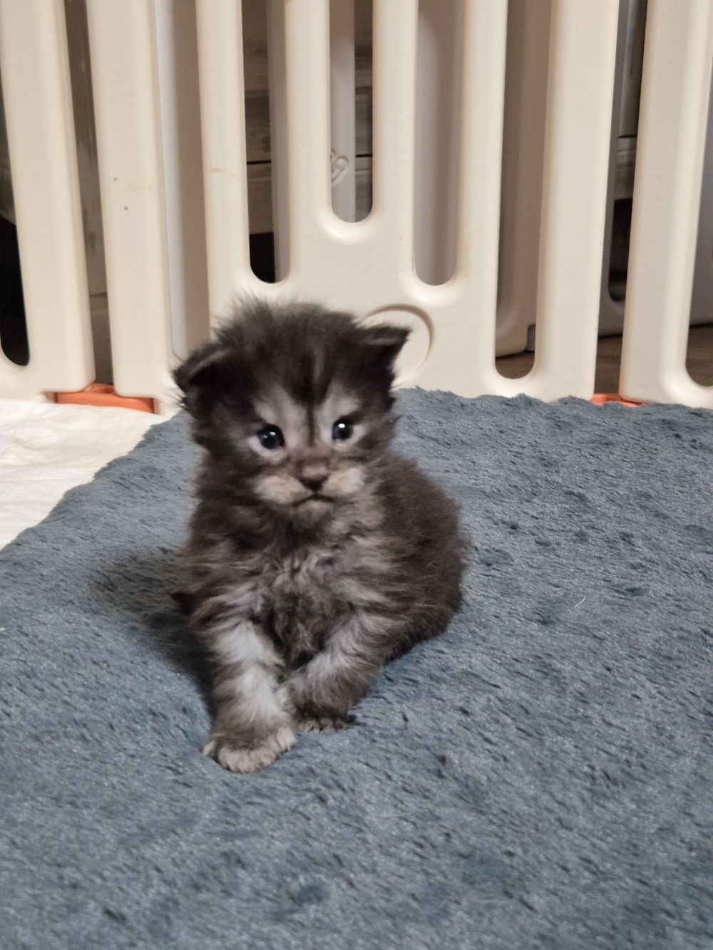 AYGONN PP, mâle black smoke polydactile