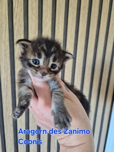 ARAGORN, mâle brown tabby
