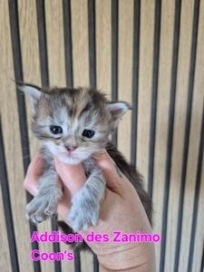 ADDISON, femelle black silver tortie tabby