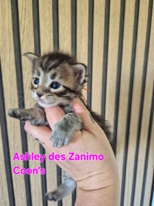 ASHLEY, femelle brown tortie tabby