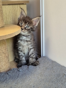 ARLO PP, mâle brown mackerel tabby, polydactile