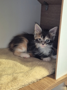 ANDEI, femelle black silver tortie mackerel tabby et blanc