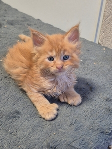 ARY PP, mâle red mackerel tabby, polydactile. DISPONIBLE