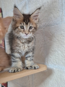 AIVY, femelle brown tortie mackerel tabby, POLYDACTILE. DISPONIBLE