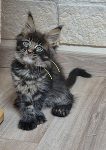 ARKO, mâle brown mackerel tabby, polydactile. DISPONIBLE