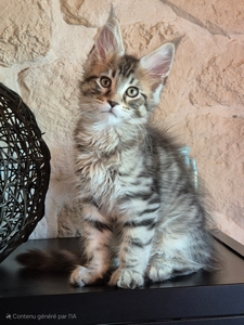 AARON, mâle brown mackerel tabby. DISPONIBLE