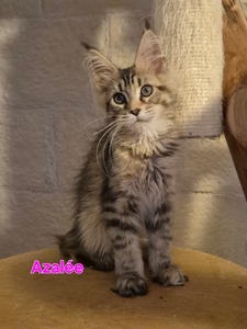 AZALEE, femelle brown tortie mackerel tabby
