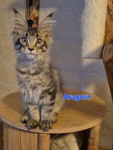 ARAGORN, mâle brown mackerel tabby